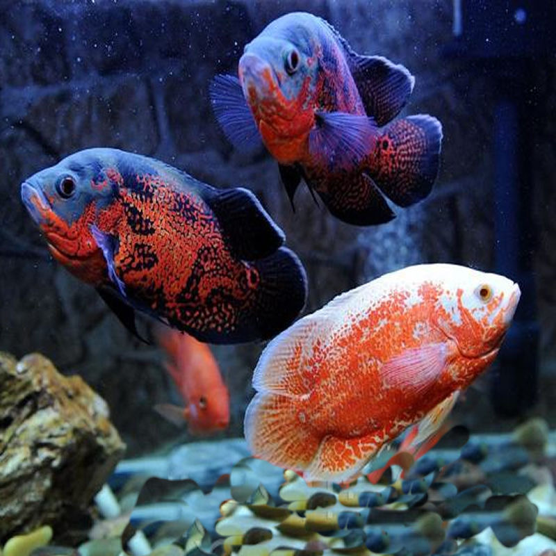 超萌好物黑白地图鱼活体中大型热带观赏鱼饲养套餐