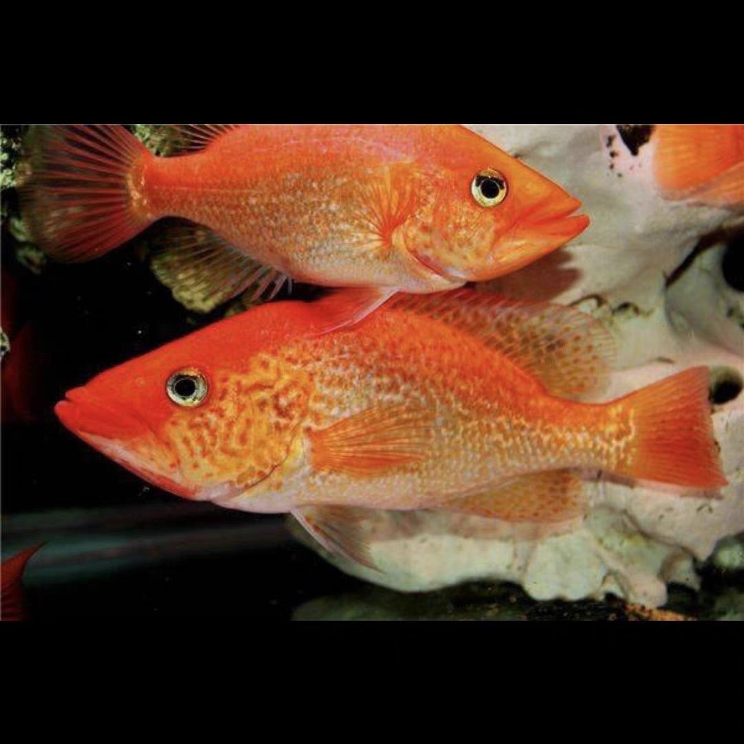超萌好物红老虎鱼金玉满堂红头金雕淡水观赏鱼招财鱼龙鱼配鱼