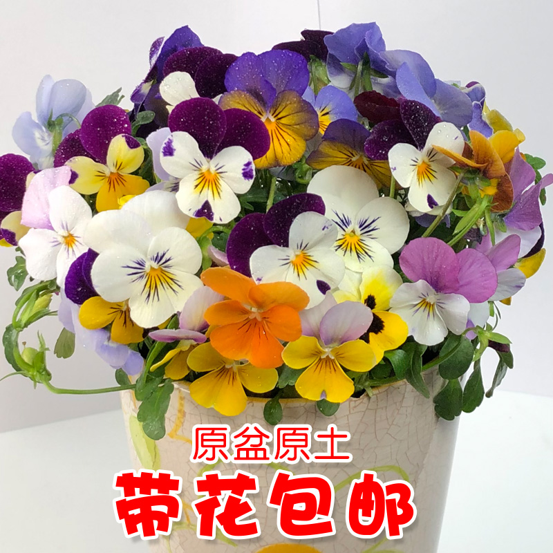 角堇三色堇花苗花卉盆栽秋冬季露天阳台庭院花园耐寒皱边小兔子