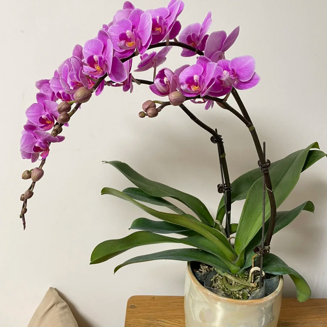 蝴蝶兰珊瑚四颗花卉园艺园林花型喜欢自销盆栽观赏花净化空气家里