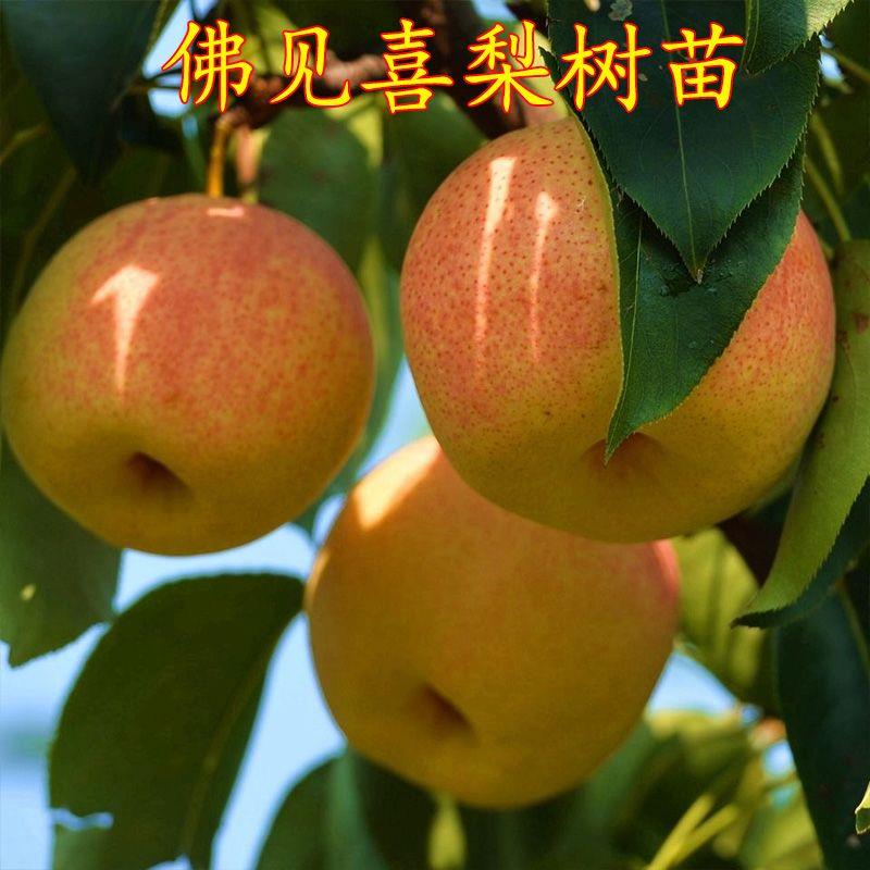嫁接佛见喜梨树苗南方北方种植正宗耐寒红酥梨苗盆栽地栽当年结果