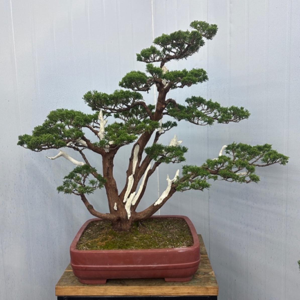 迎客松真柏盆景四季常青耐寒适合室内外种植的黑松罗汉松绿植