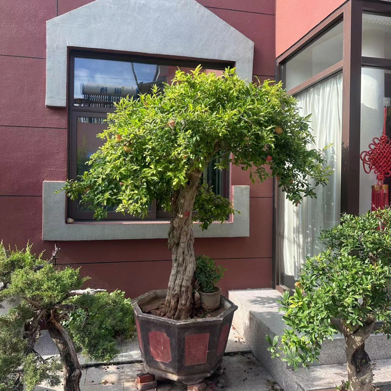 玩桩绿植松柏盆景直播间一物一拍