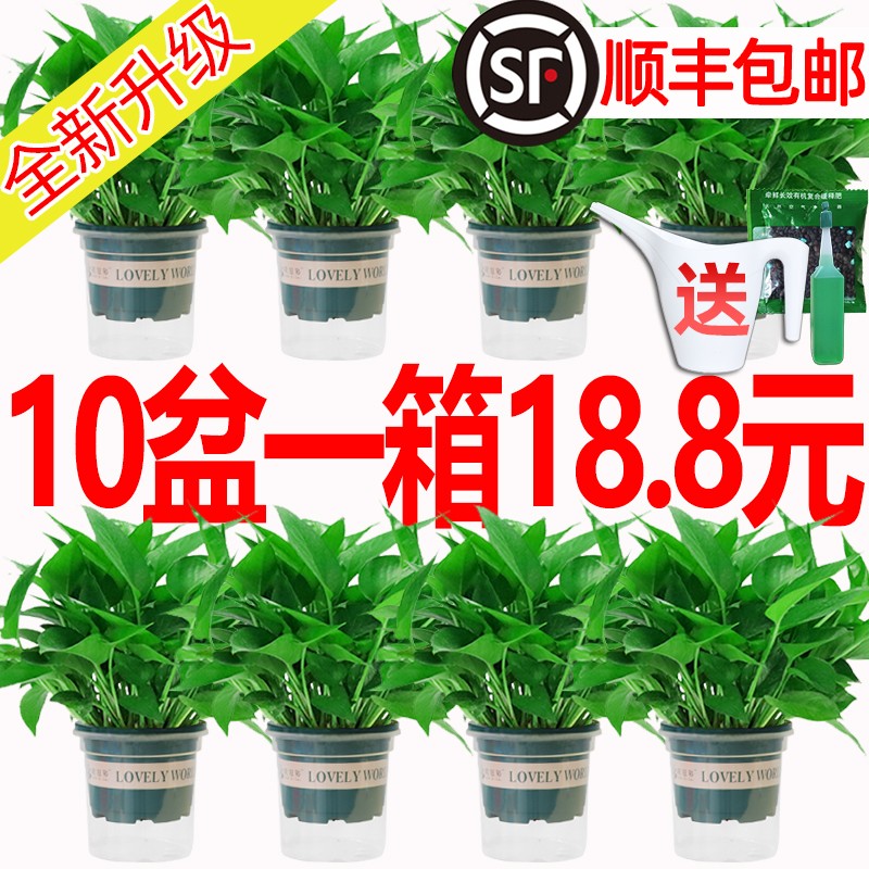 【只卖新疆包邮】绿萝盆栽室内植物吸甲醛绿箩长藤大叶新房家用