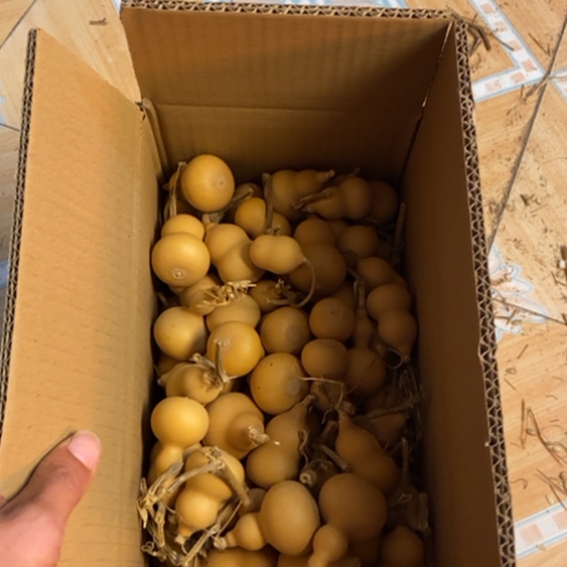 【闪购商品】天然葫芦