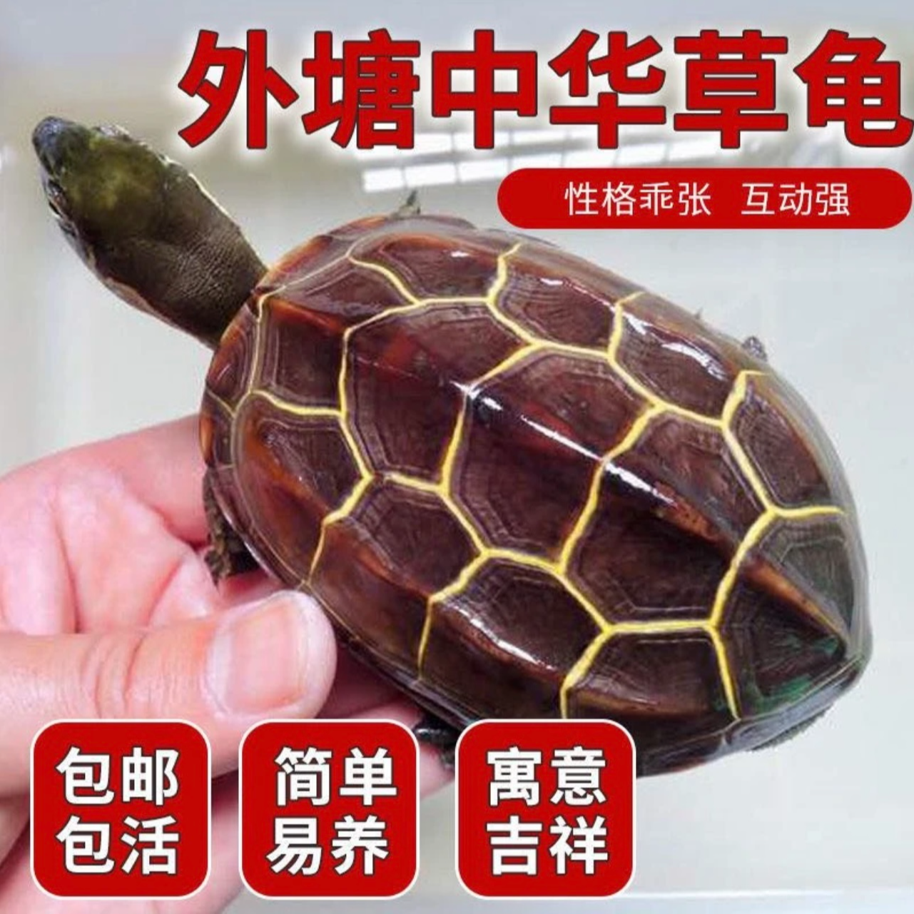 草龟墨龟观赏龟直播链接【请勿私自下单】