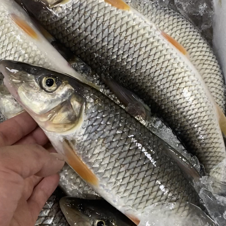 重唇鱼，虫虫鱼，肉质细腻