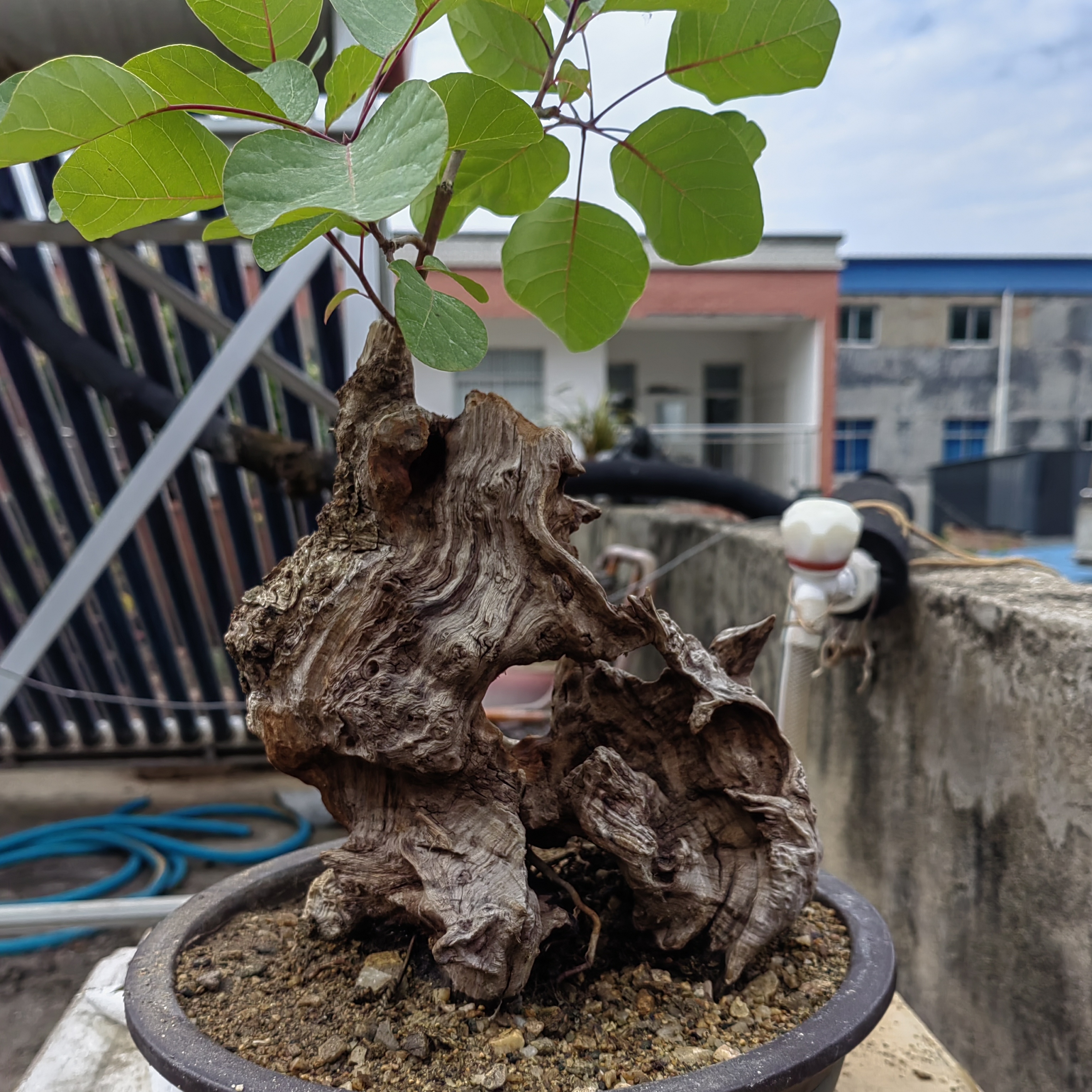 红叶黄栌盆景素材一物一拍