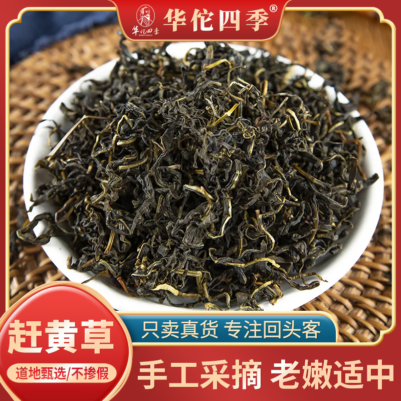 华佗四季赶黄草四川原产当季新货无熏硫优质味浓泡水泡茶另售甘草