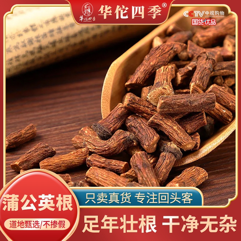 华佗四季蒲公英根 长白山 婆婆丁根主根切断泡水粗壮主根无硫新货