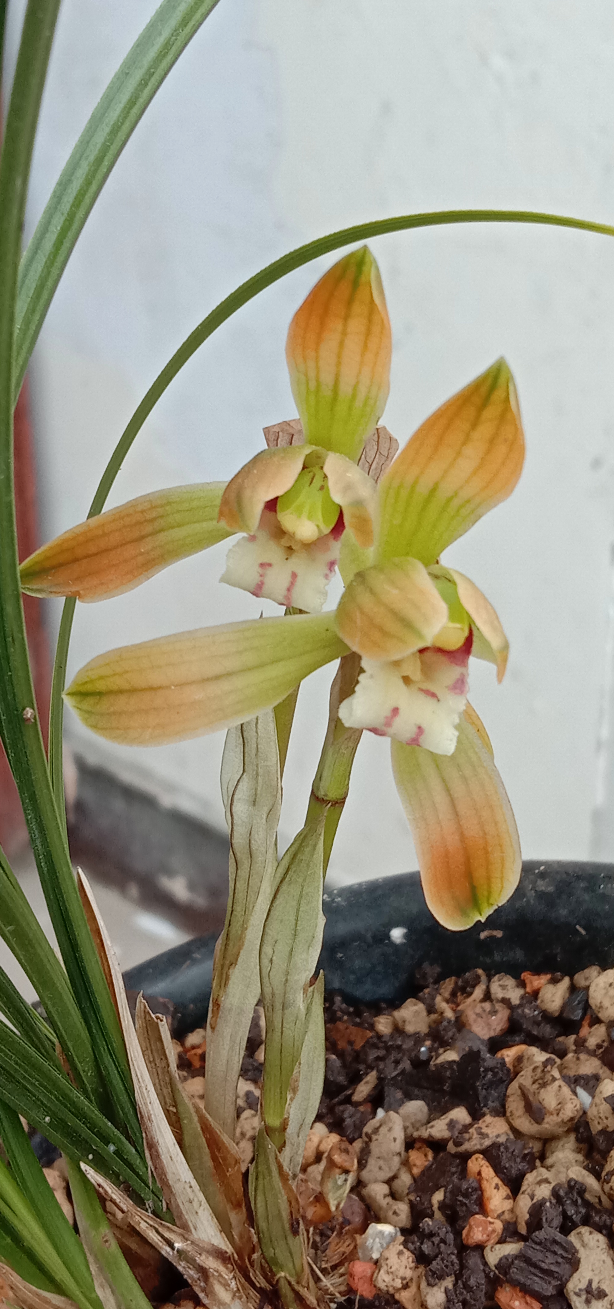 蕙兰春兰专拍花卉绿植特香名贵莲瓣兰名品玉兔盆栽