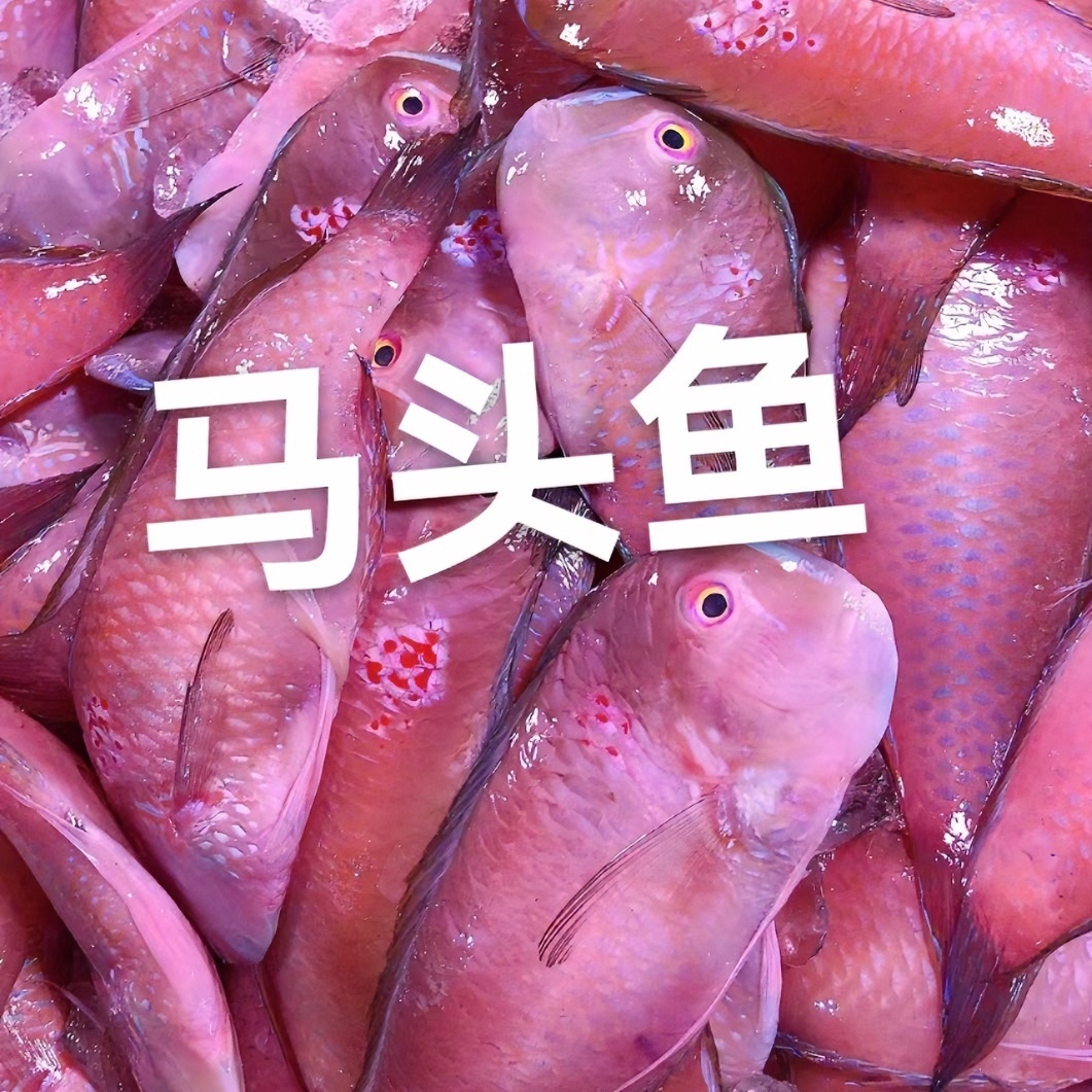马头鱼，莺歌鱼，蓝妹鱼