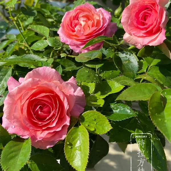 宜然园艺 特拉方特 4升盆灌木花苗欧洲月季多季节重复开花