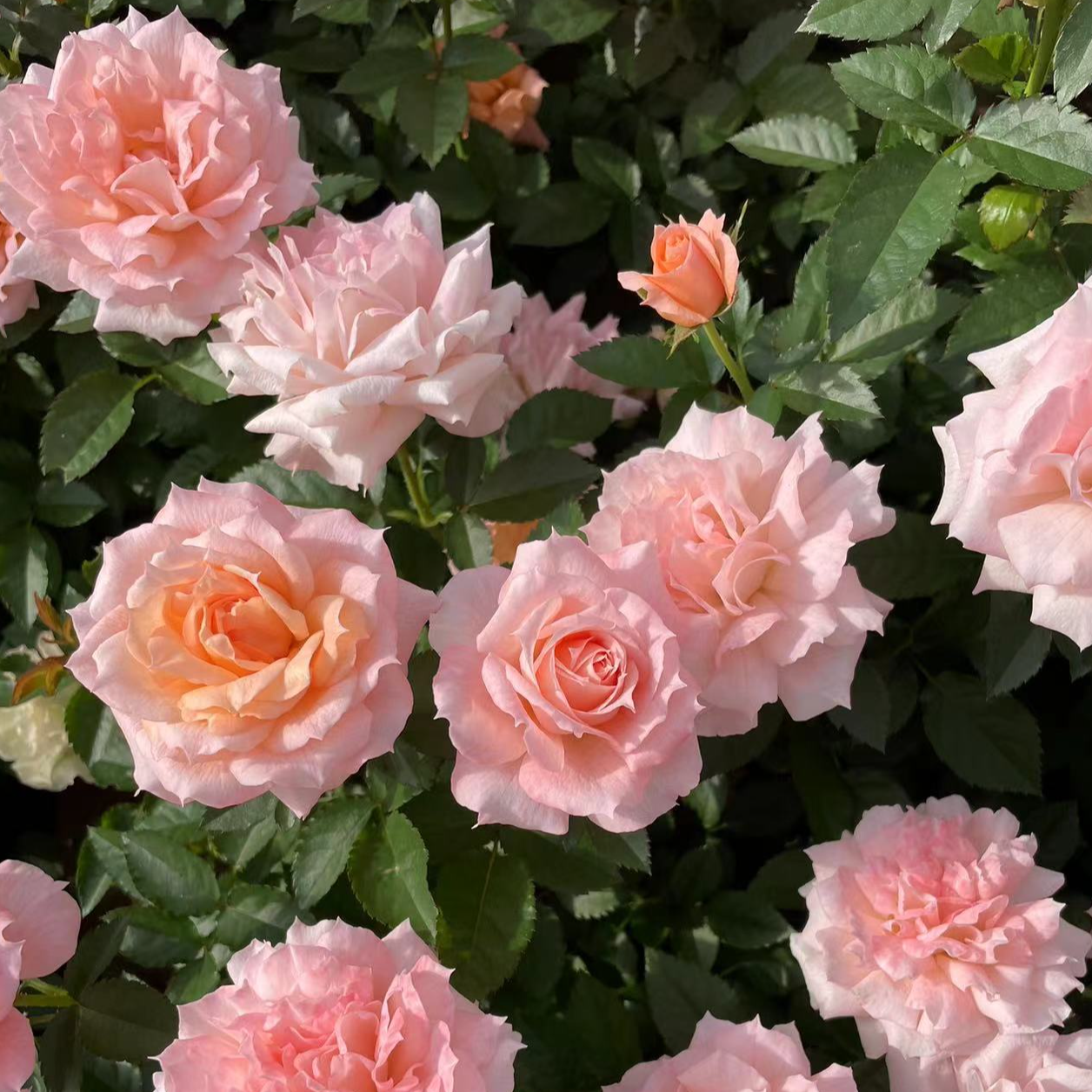 金麟的花园语嫣月季小1加仑黑哥武侠系列独家授权多季节重复开花