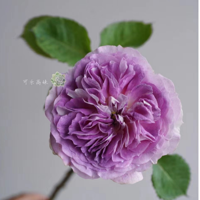 宜然园艺  蓝月石  4升盆灌木花苗欧洲月季多季节重复开花