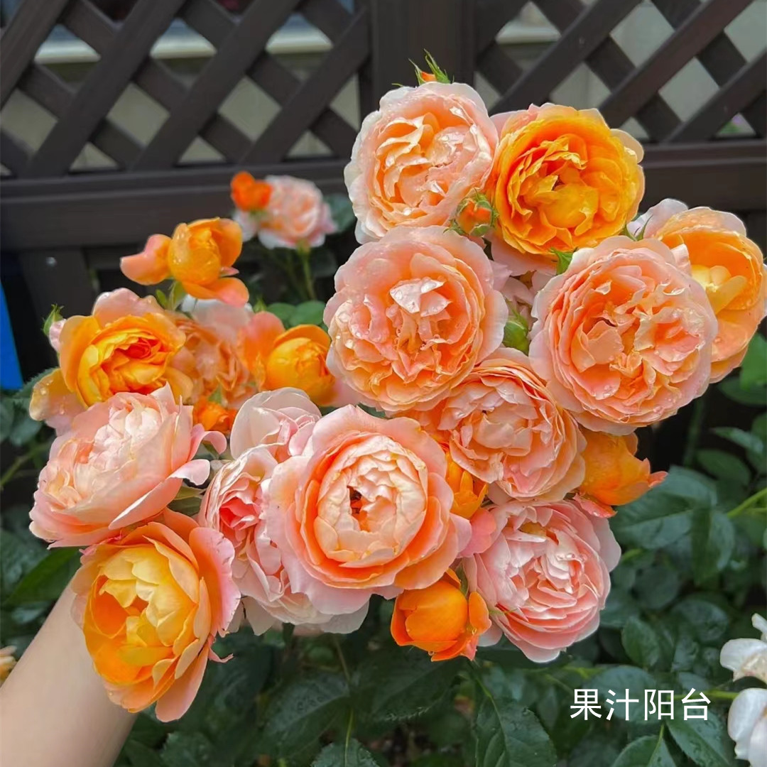 宜然园艺 果汁阳台  4升盆灌木花苗欧洲月季多季节重复开花