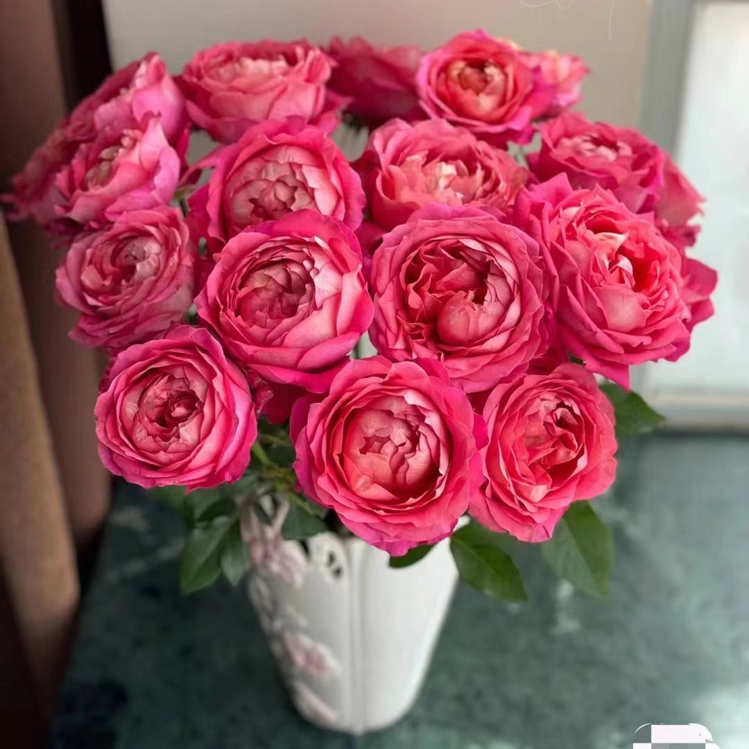 宜然园艺 大花美人 1加仑 灌木花苗欧洲月季多季节重复开花