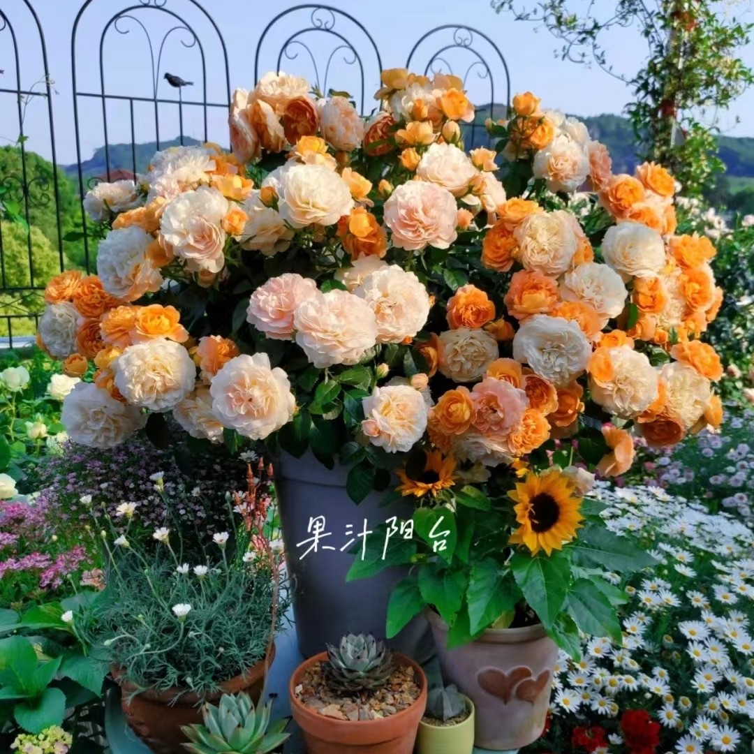 黑哥的花园果汁混灌木花苗月季多季节重复开花微月阳台必入