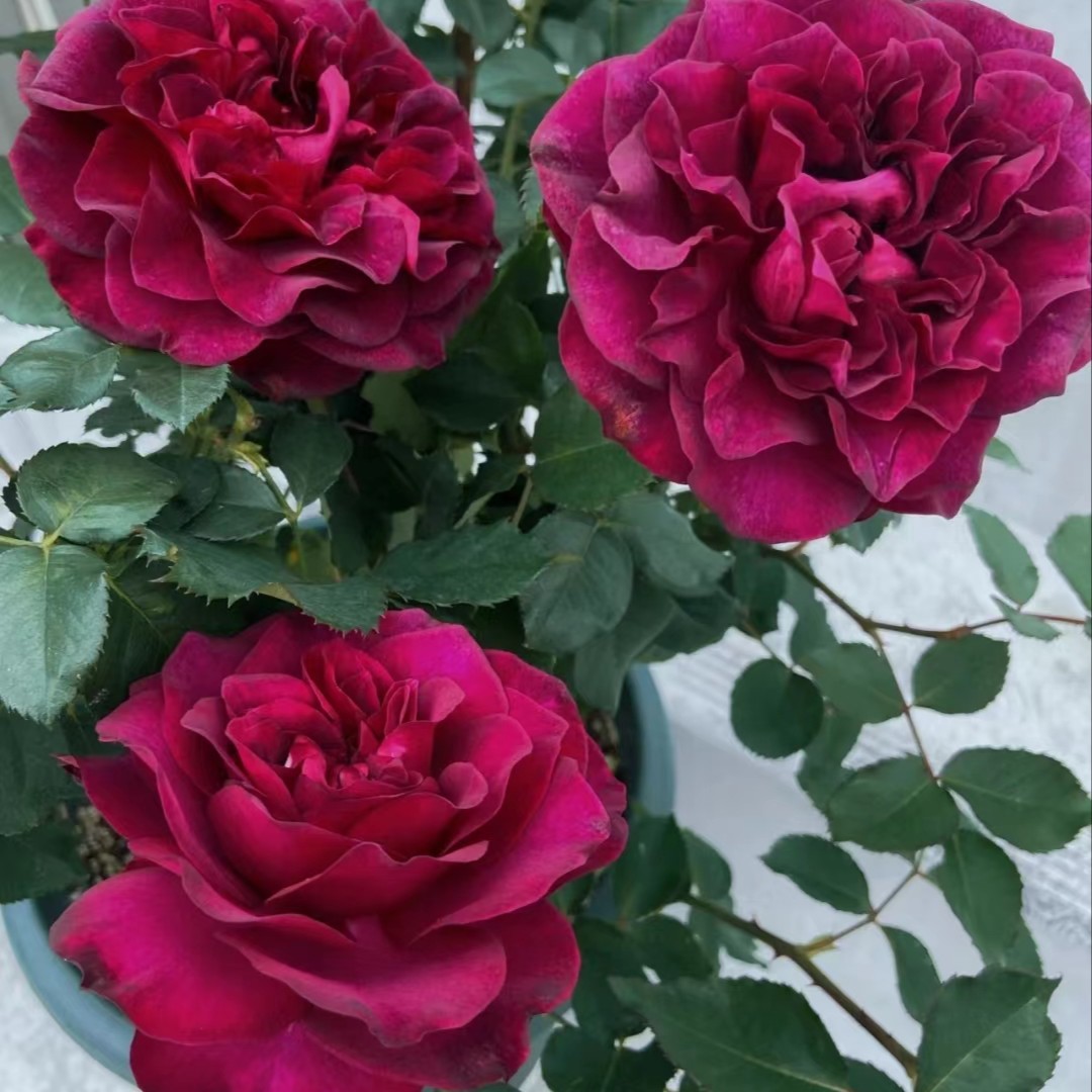 宜然园艺   暮光之城  1.5加仑灌木花苗欧洲月季多季节重复开花