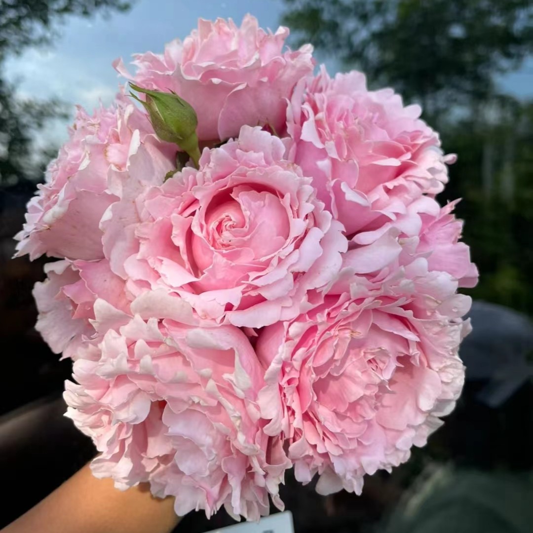 金麟的花园索菲罗莎0.7加仑灌木花苗月季多季节重复开花抗病性强