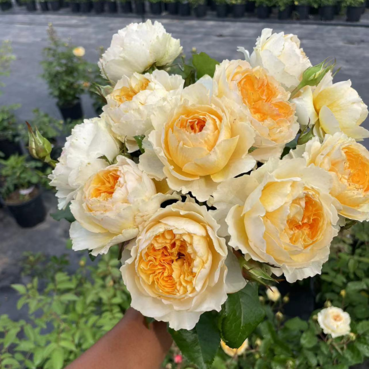 宜然园艺  碧翠丝 0.7加仑灌木欧洲月季多季节重复开花