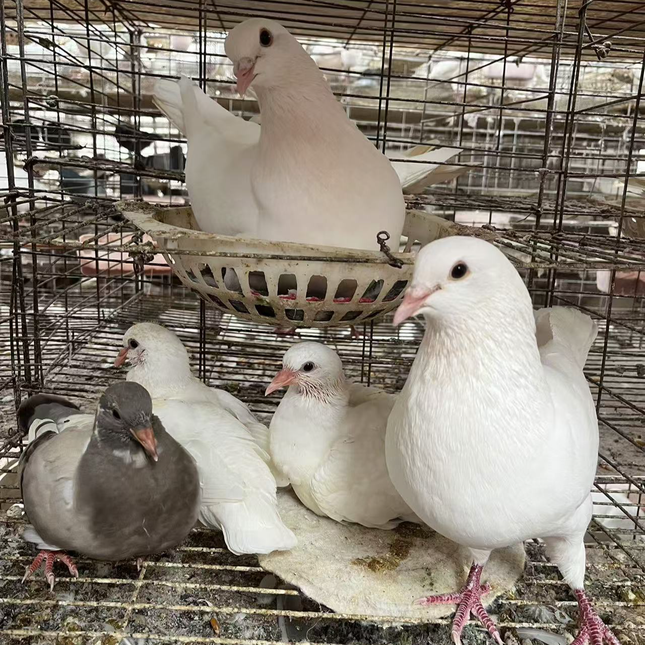 大体型欧洲米玛斯肉鸽种鸽