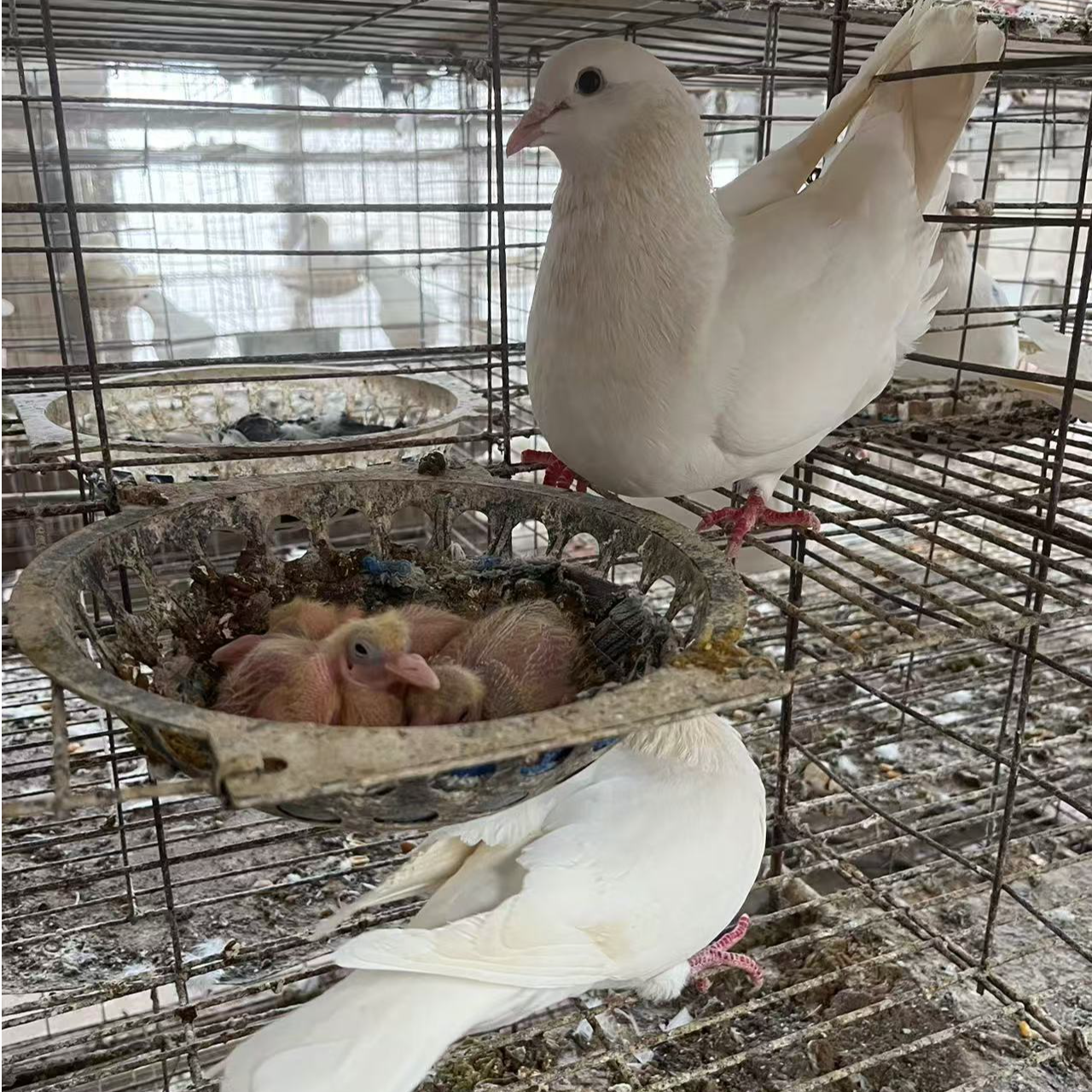 白羽王种鸽 肉鸽种鸽