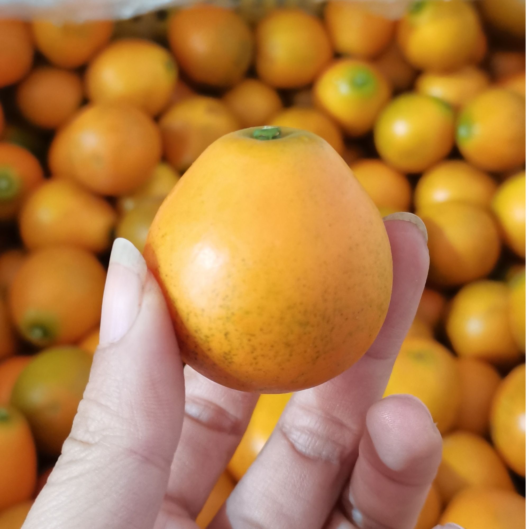 【脆蜜金桔】广西三代脆蜜金柑顺丰包邮新鲜现摘纯甜当季爆汁水果