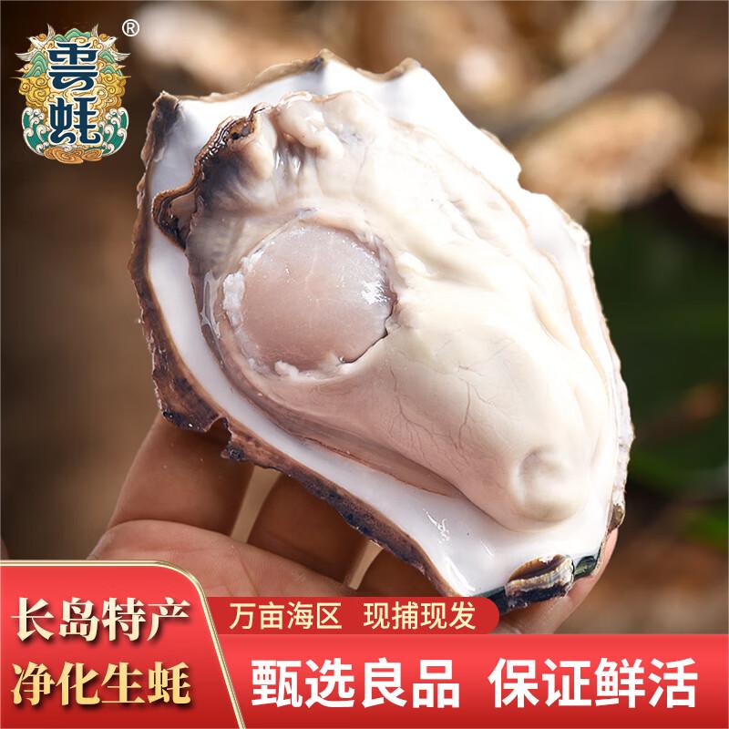 长岛野生鲜活生蚝刺身海蛎子新鲜产地直发 非乳山