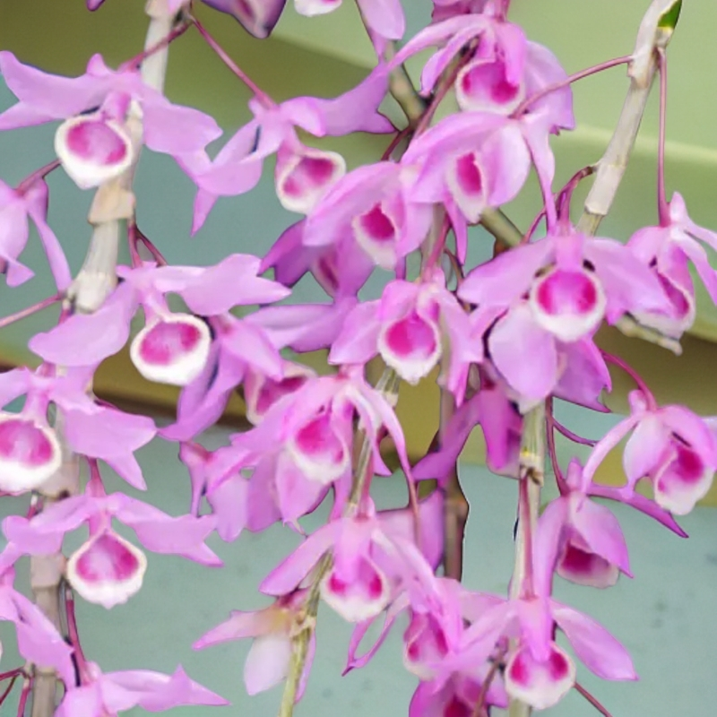 石斛花卉/易养护/室内外