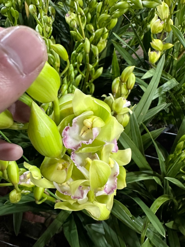 大花蕙兰 钢琴家 花剑多 花苞多 云南基地直发