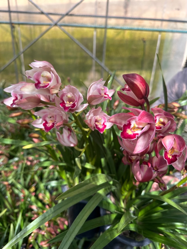 粉天使 大花蕙兰 变色兰花 粉色系列 原盆原树皮 云南基地直发