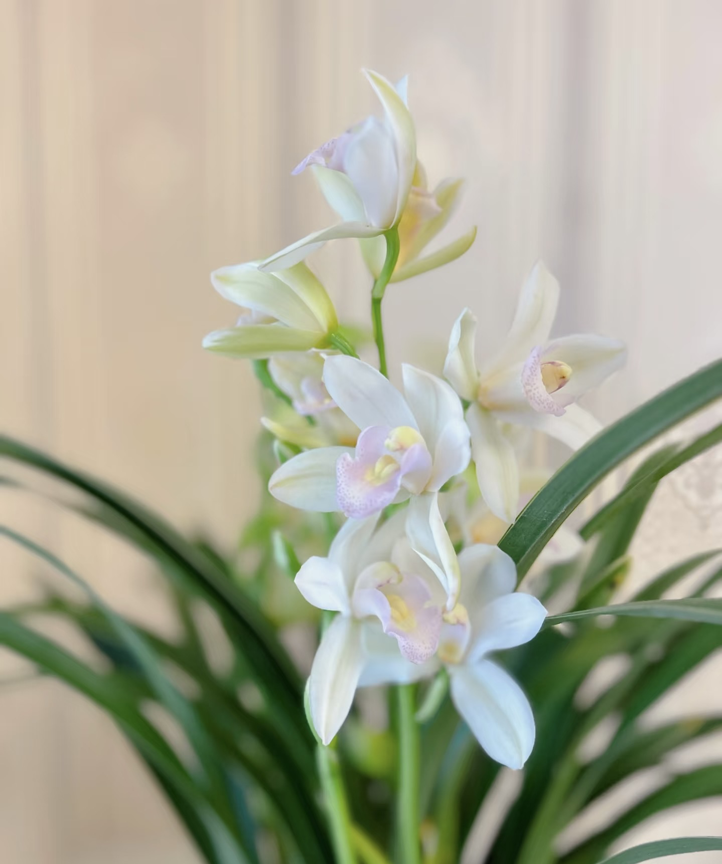 兰花 金边白雪公主 白色系带香味 云南基地直发