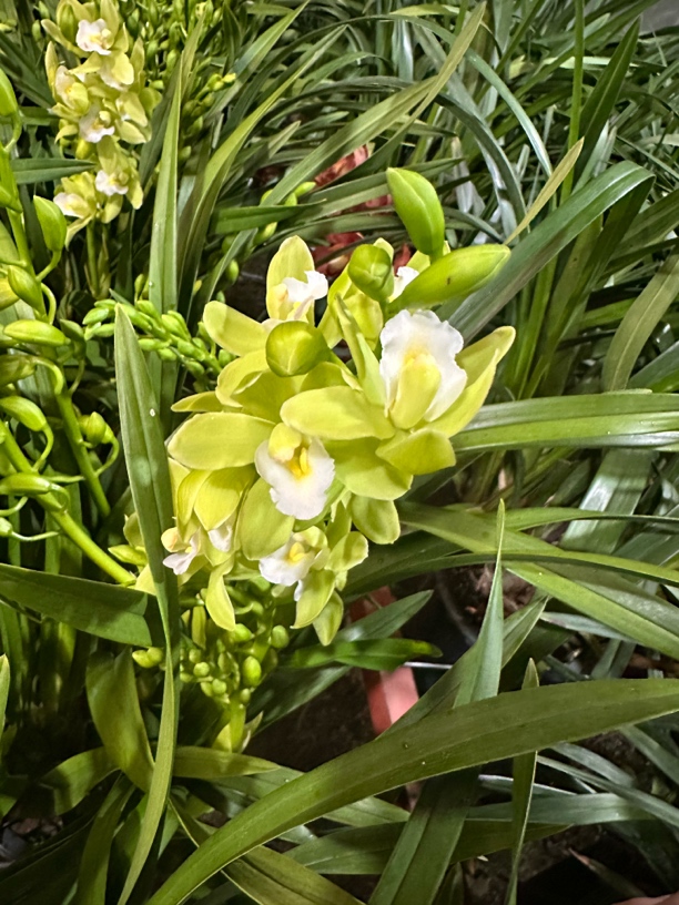 兰花 玉帝 翠绿色浓香型兰花 高级稀有 云南基地直发