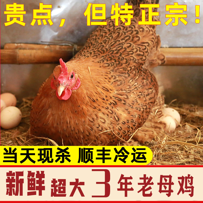 【点亮农业】农家散养土鸡老母鸡养黑脚鸡老母鸡生鸡肉煲汤