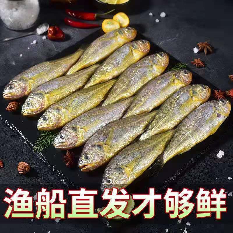 黄花鱼新鲜小黄鱼深海鱼海鲜水产鲜活海鲜鱼新鲜鲜活冷冻非大黄鱼