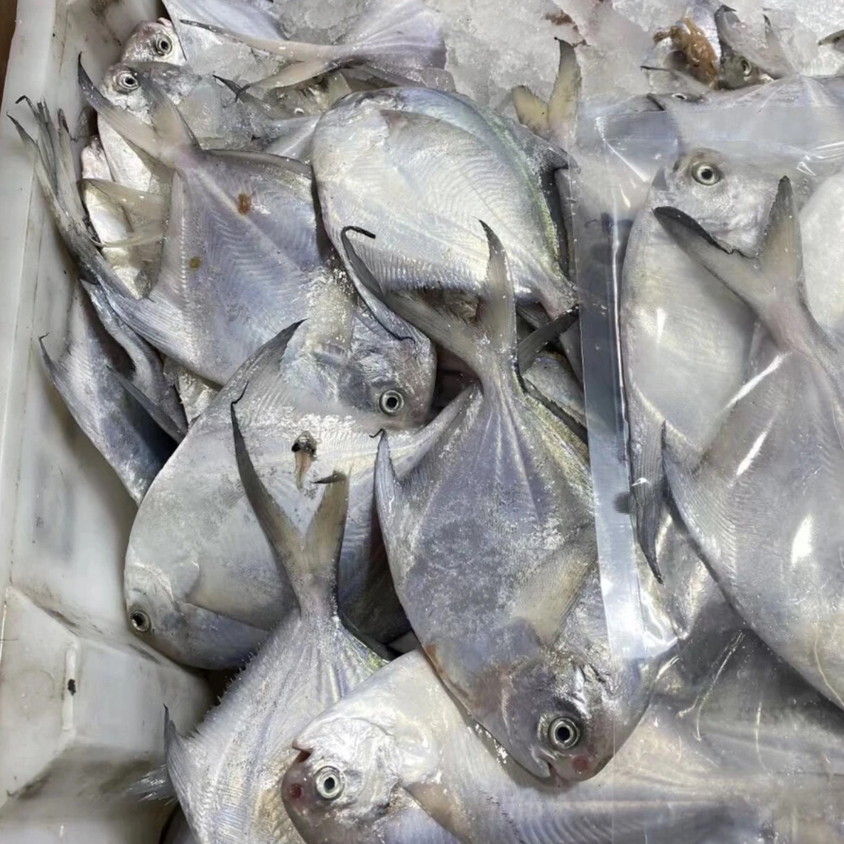 （白鲳鱼/银鲳鱼）惠来神泉本港顺丰冷链 清洗干净一包400克 发5包