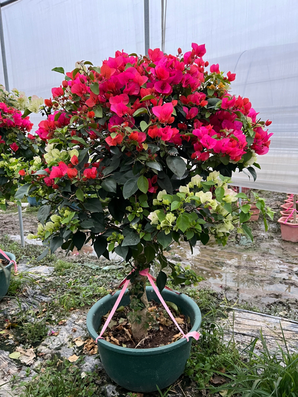 【一物一拍】三角梅盆景老桩