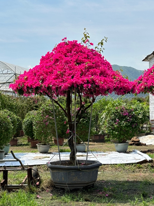 三角梅原生老桩盆景【一物一拍】