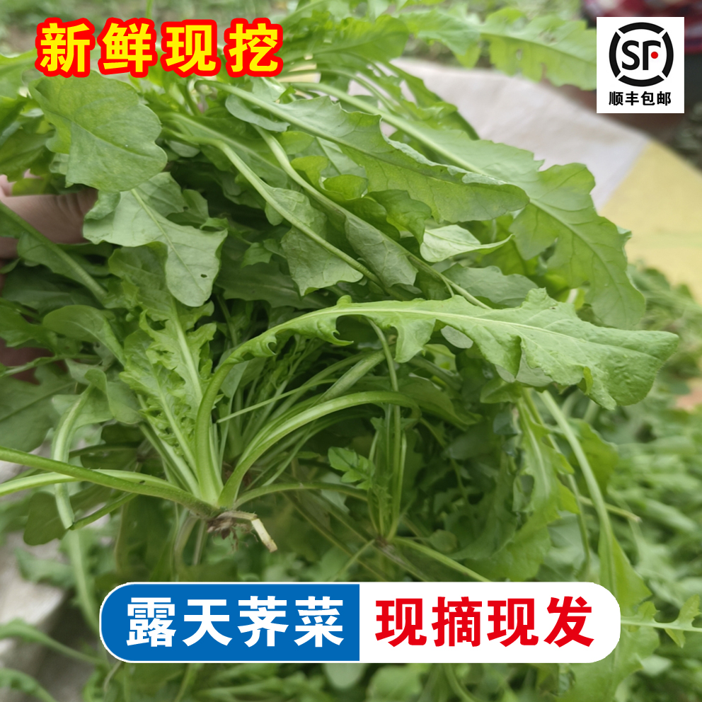 （顺丰速运）河南新鲜荠菜现挖野菜露天荠荠菜地菜野生荠菜整箱