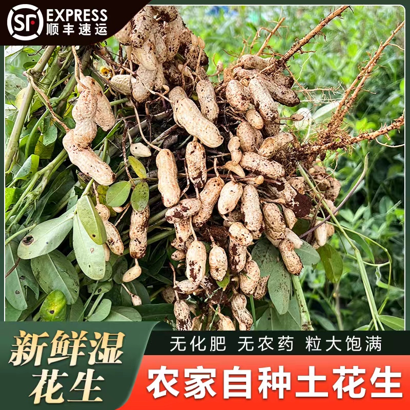 （力推5斤）新鲜红皮花生 广东自种带壳湿花生 现挖水煮花生卤花生