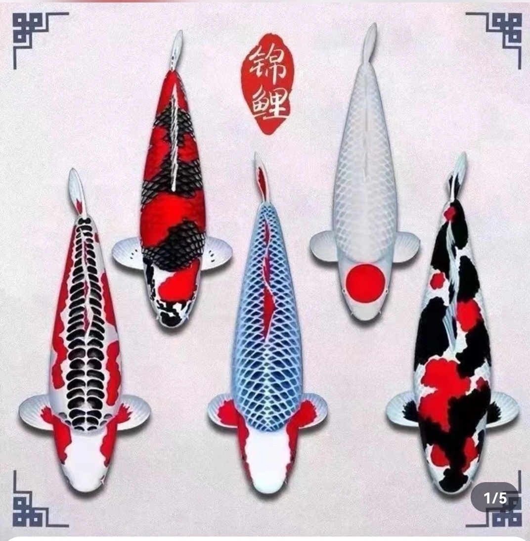 直播链接，精品观赏鱼