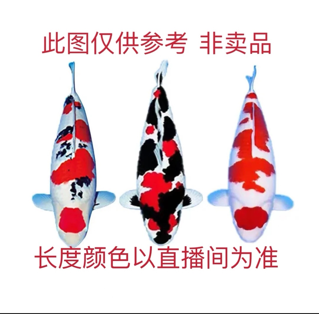 精品锦鲤观赏鱼渔场直销1