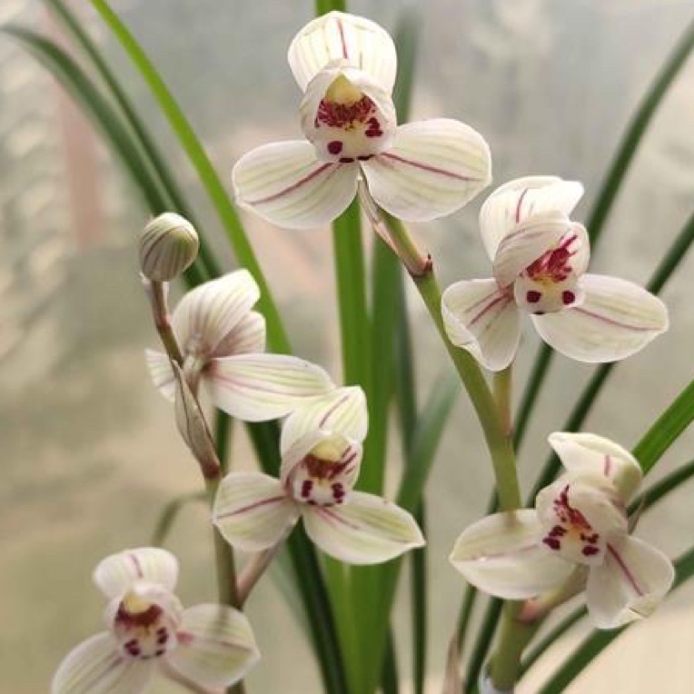 莲瓣兰直播拍花一物一拍