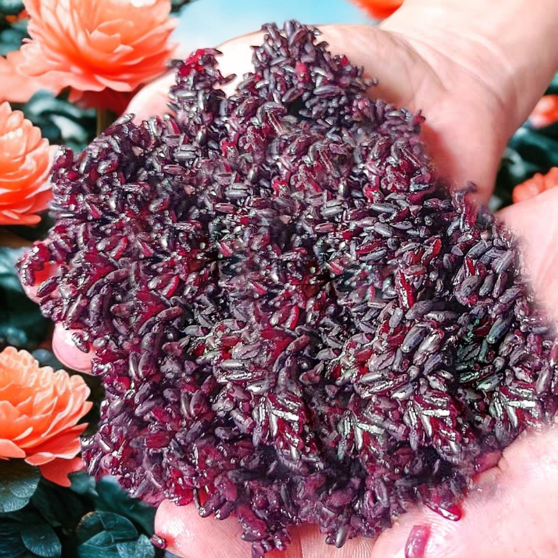 贵州黔东南黎平高山梯田胭脂紫糯米血糯米糙米粗粮2025年新米