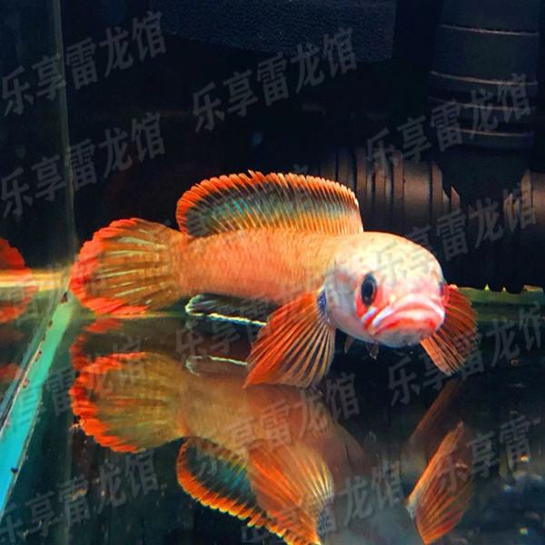 血斑一型雷龙「超萌好物」冰火雷龙小型冷水淡水鱼饲养活体