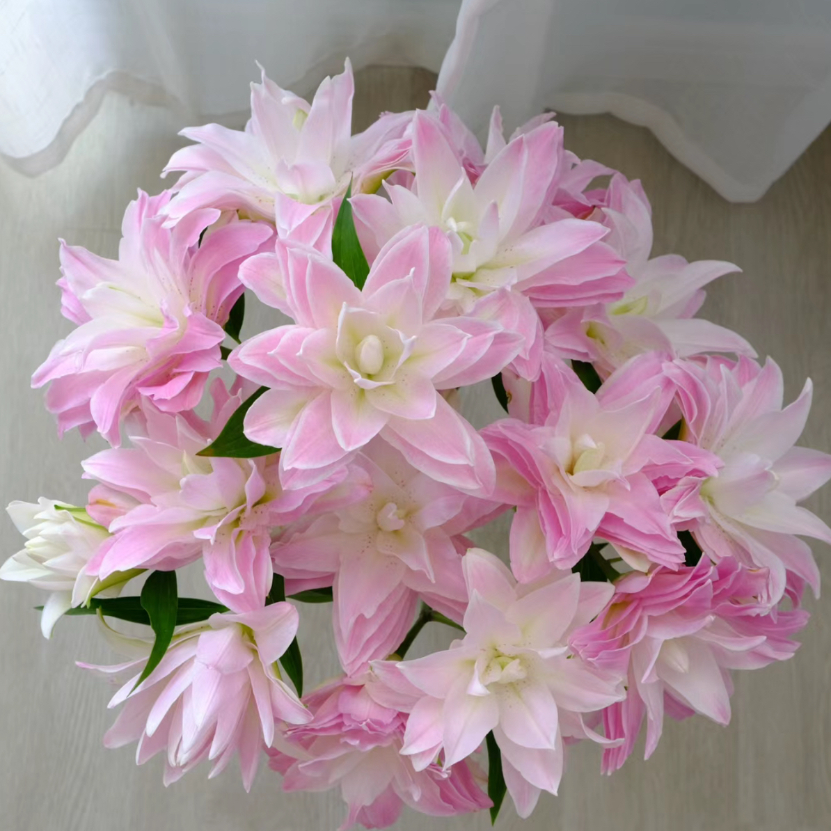 ［西尔则］莲花皇后-重瓣百合 云南基地直发水养鲜切花