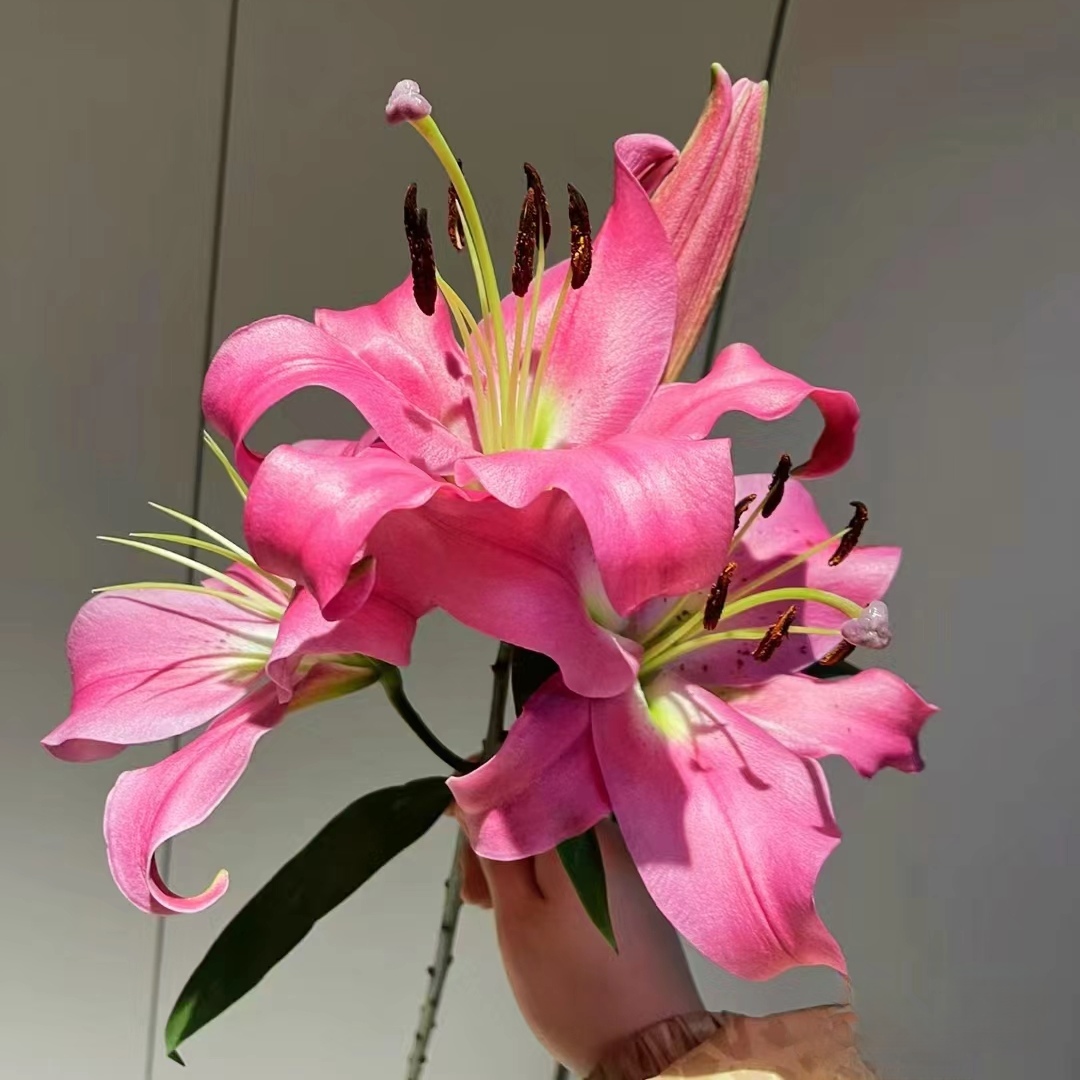 【西尔则】 普拉芬多 单瓣香水百合 云南基地直发水养鲜切花