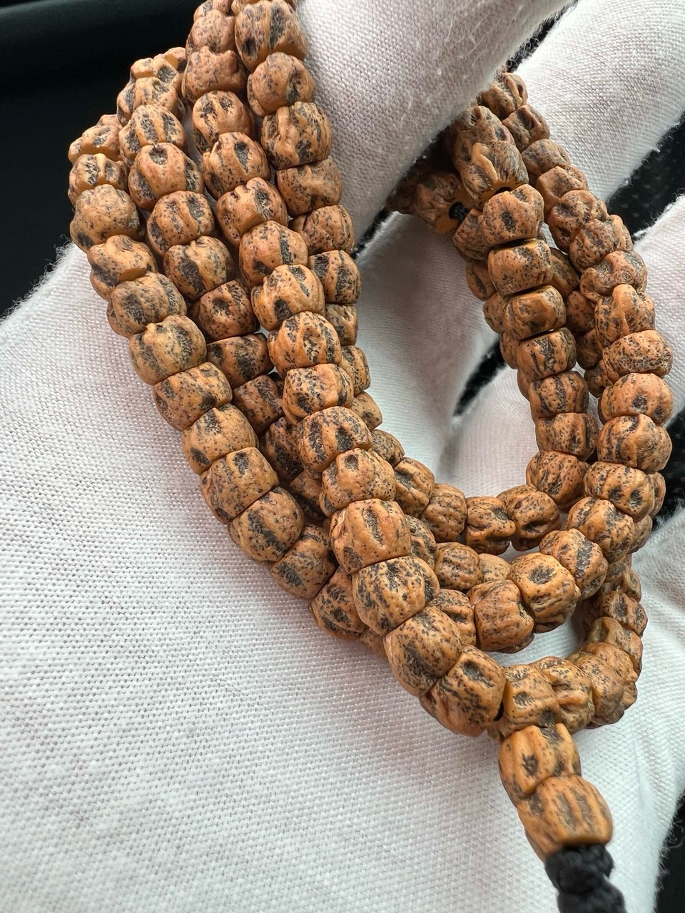 热振百香籽/柏香籽 黑鬼大肠