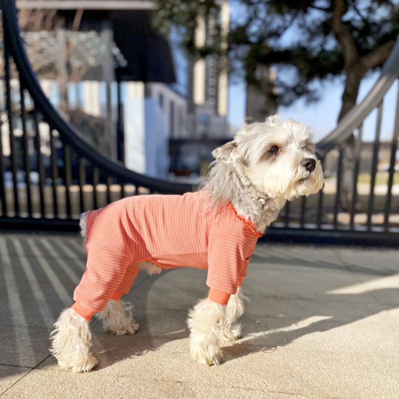 【巴仔】雪纳瑞狗狗小型犬四脚澳绒高弹超柔舒适衣服